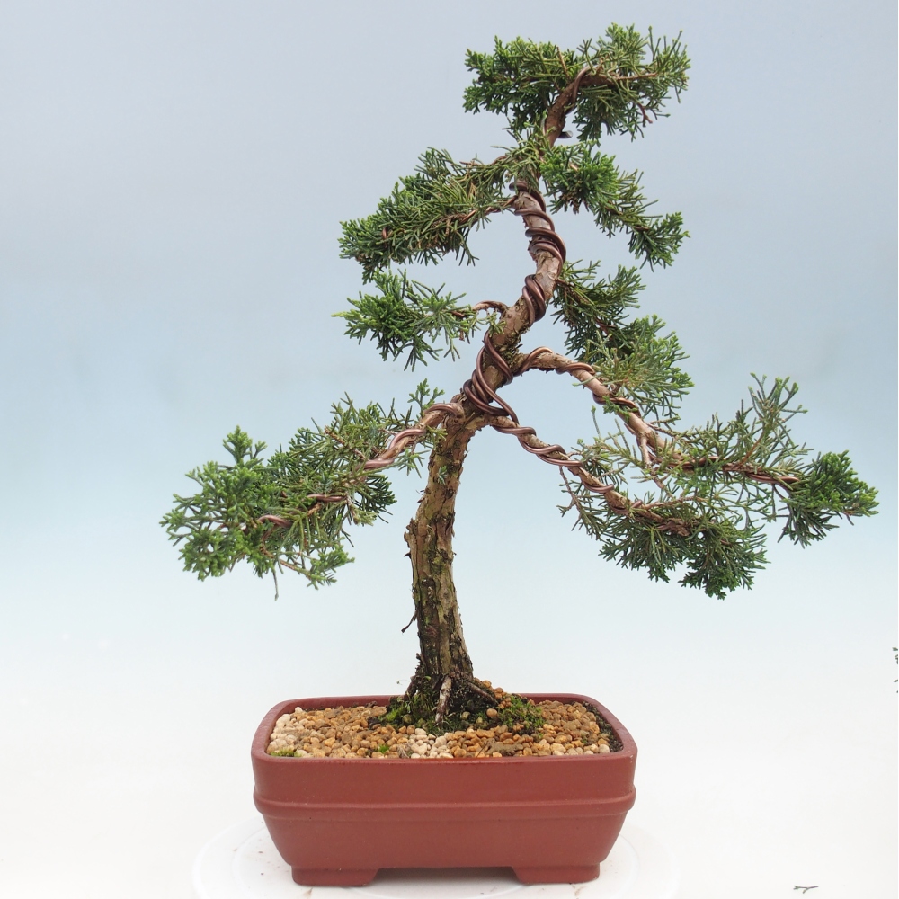 Bonsai voor buiten - Juniperus chinensis Kishu