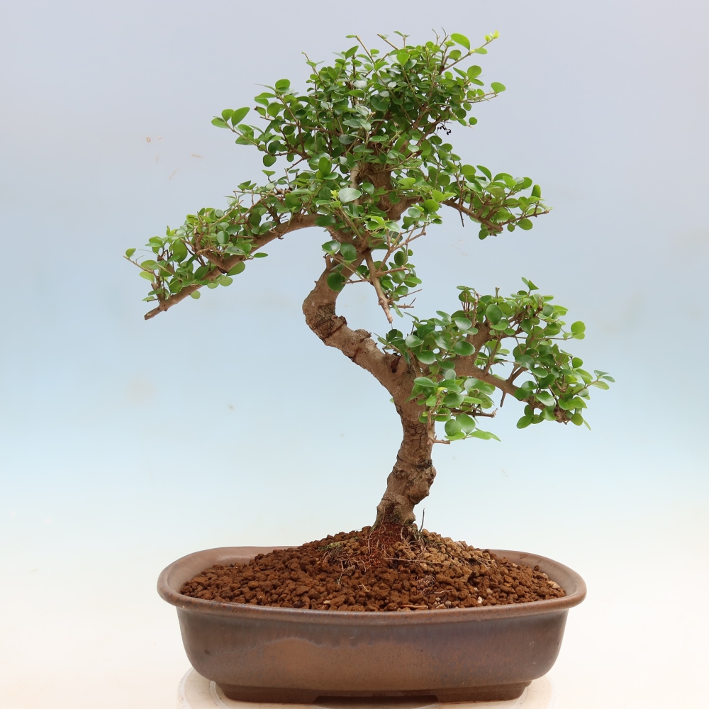 Kamerbonsai -Ligustrum retusa - kleinbladige vogelbek