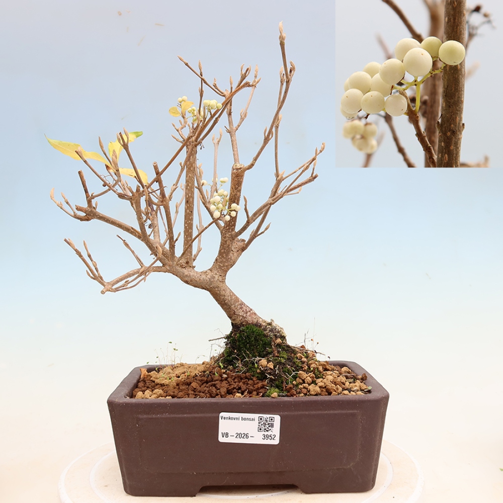 Buitenbonsai -  Callicarpa bodinieri Snowqueen - Sneeuwbessenboom