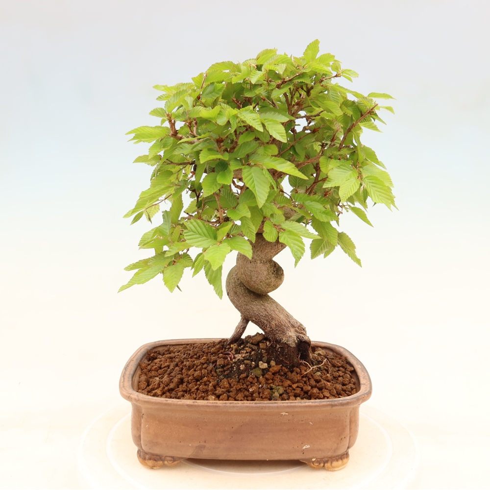Bonsai voor buiten -Carpinus Coreana - Koreaanse haagbeuk