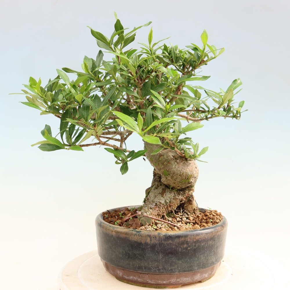 Kamerbonsai - Gardenia jasminoides-Gardenia