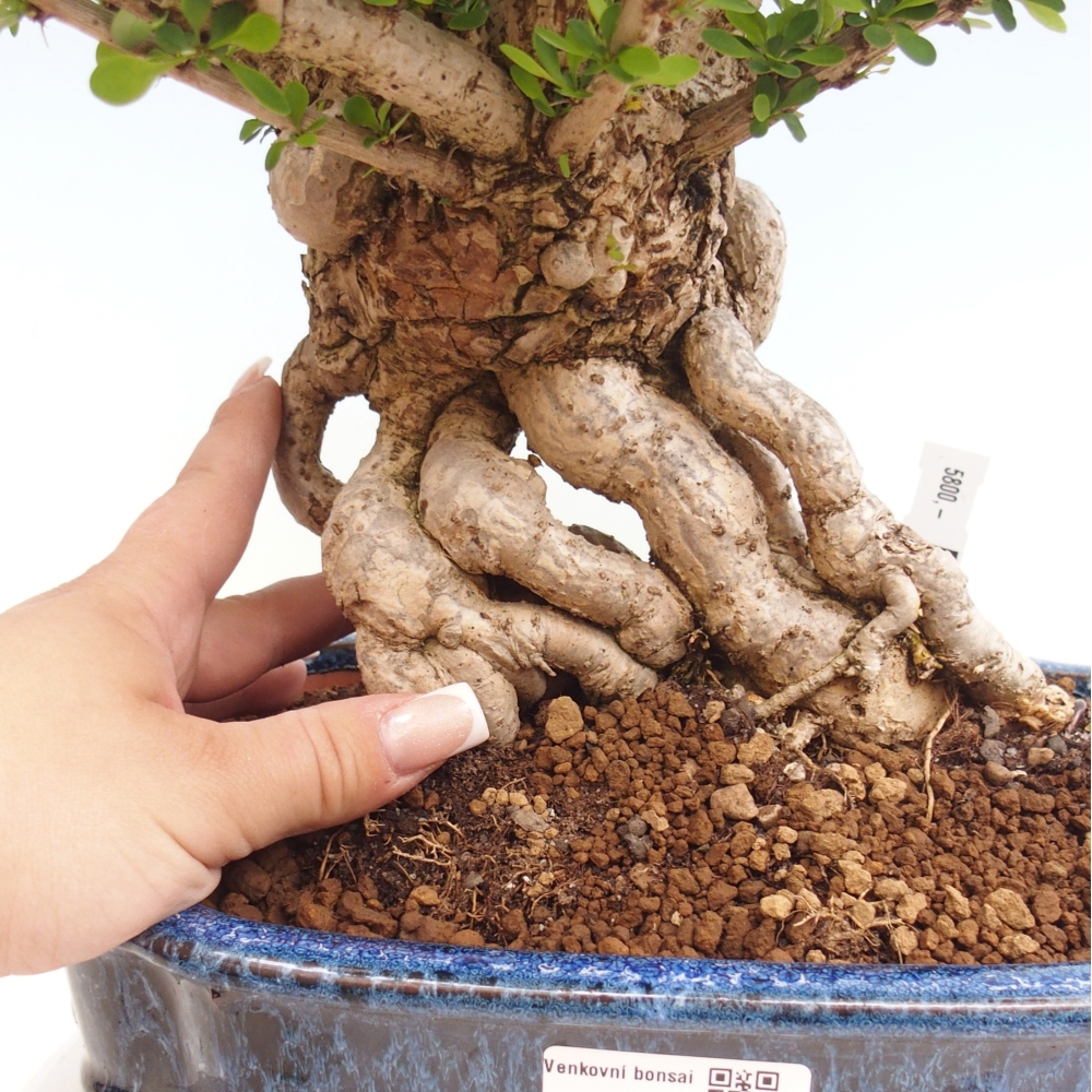 Bonsai voor buiten - Berberis coreana