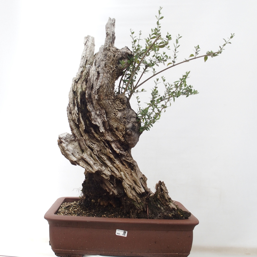 Bonsai voor binnen - Olea europaea sylvestris