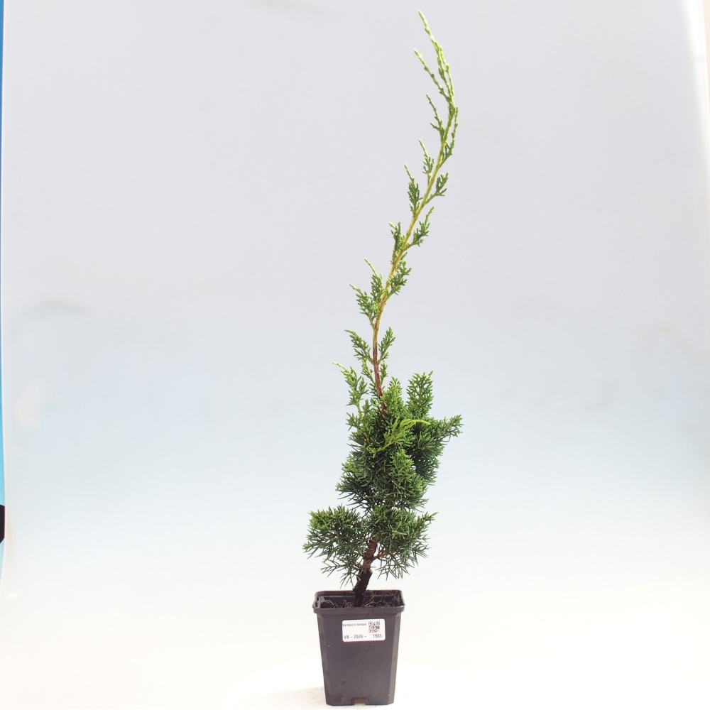 Bonsai voor buiten - Juniperus chinensis Kishu