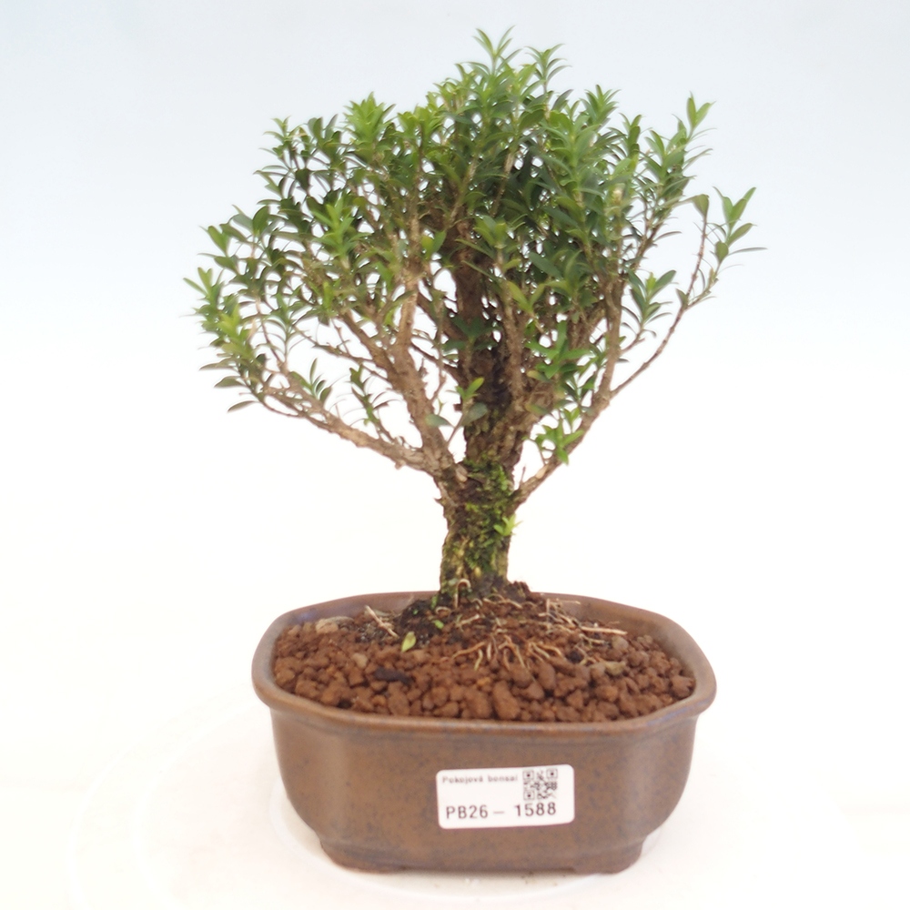 Kamerbonsai - Buxus harlandii - kurk buxus