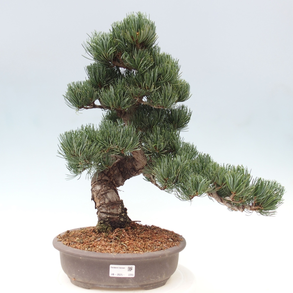 Bonsai voor buiten - Pinus parviflora - Pinus parviflora