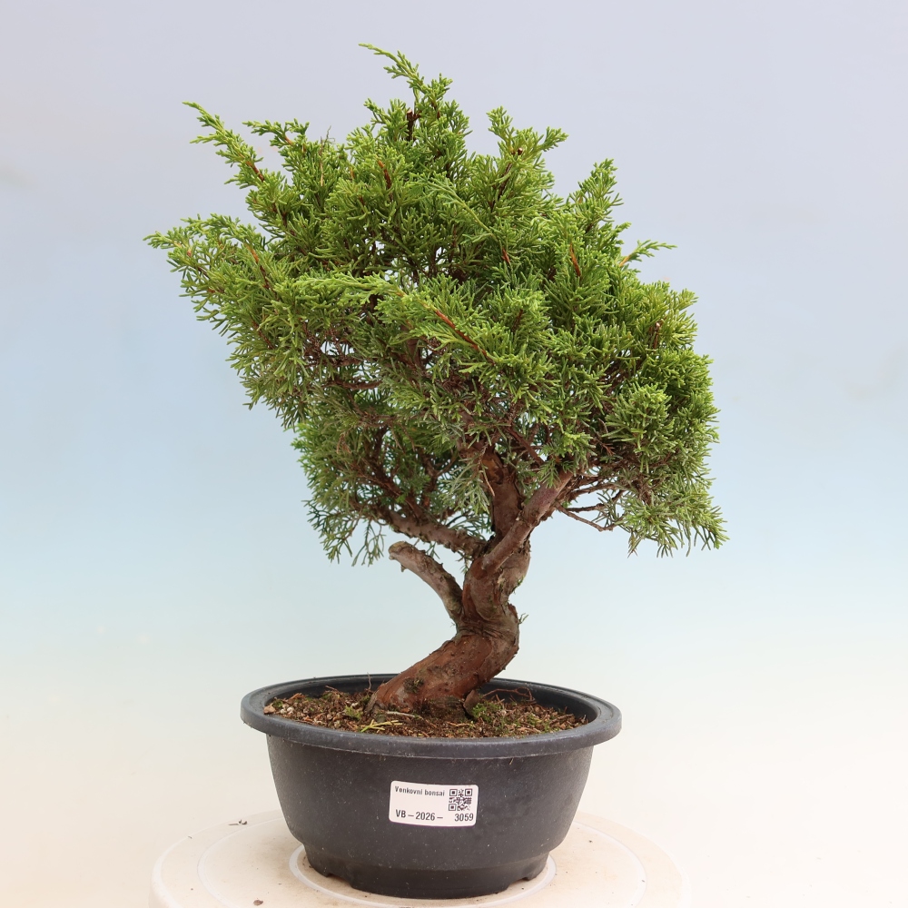 Bonsai voor buiten - Juniperus chinensis Itoigawa-Juniperus chinensis