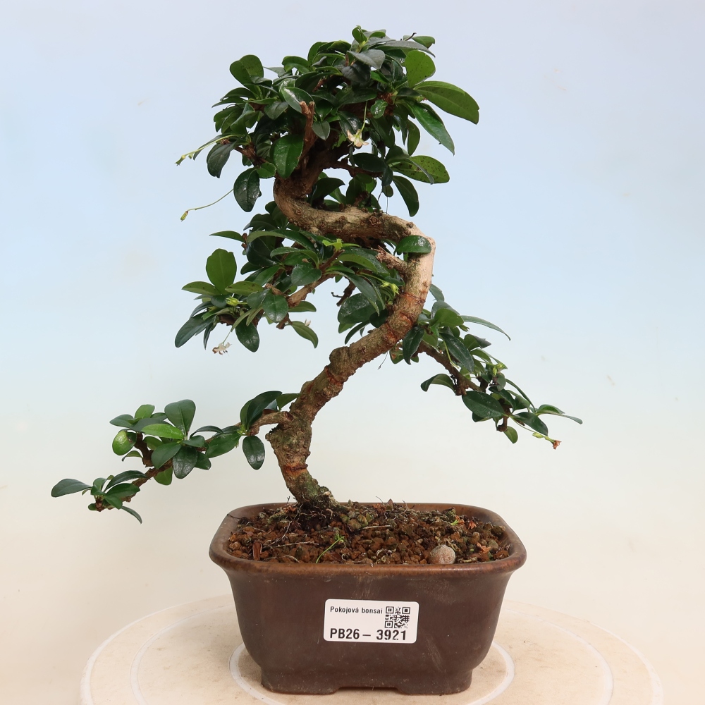 Kamerbonsai - Carmona macrophylla - Thee fuki