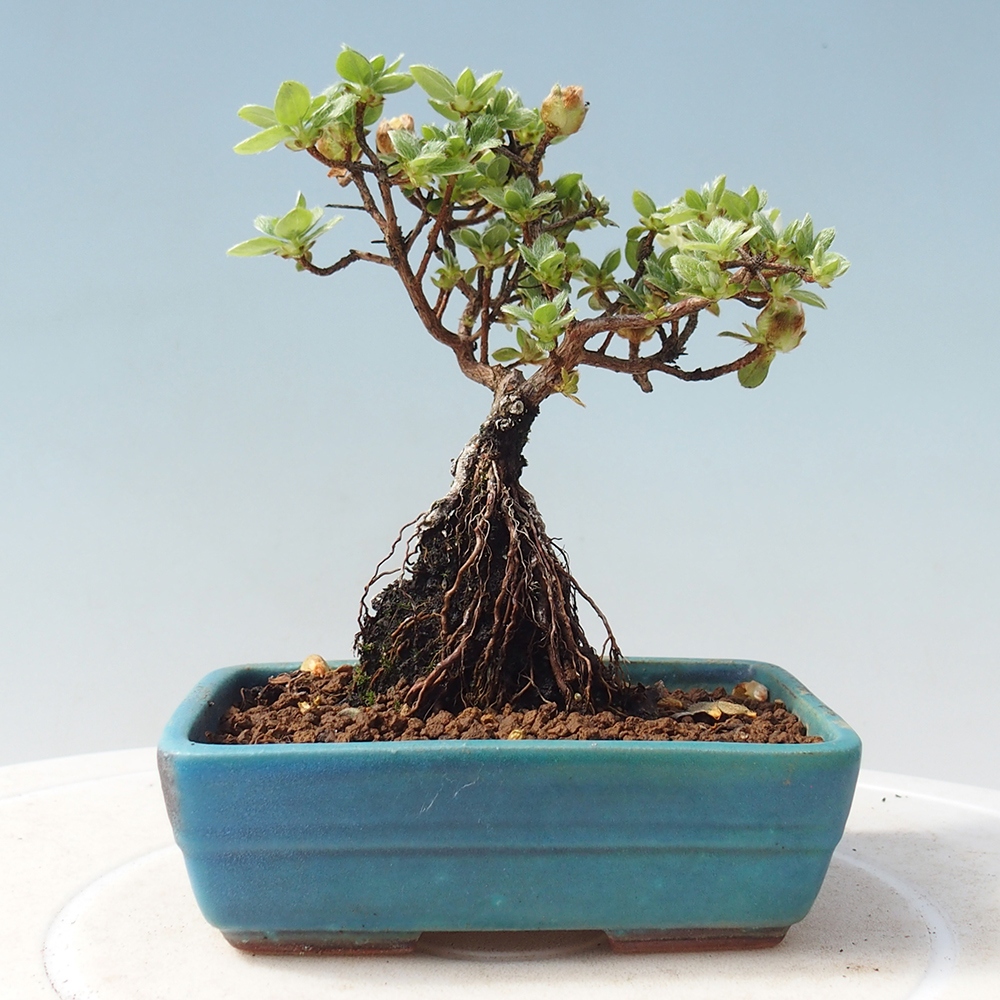 Bonsai voor buiten - Rhododendron indicum - Japanse azalea
