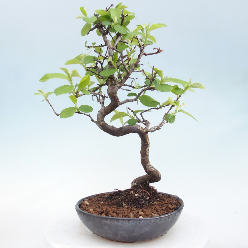 Bonsai voor buiten - Chaneomeles chinensis