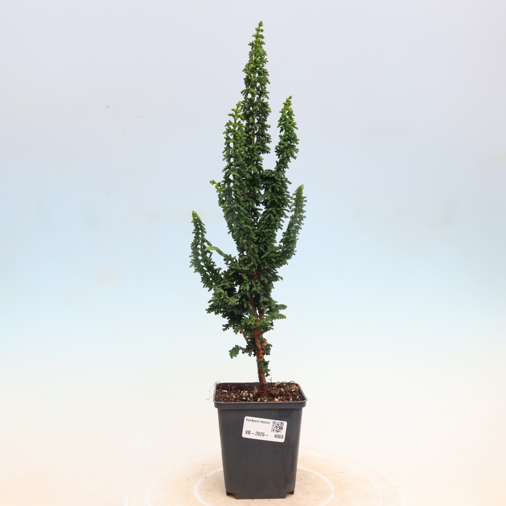 Bonsai voor buiten - Cham. obtusa SEKKA HINOKI - Cipres