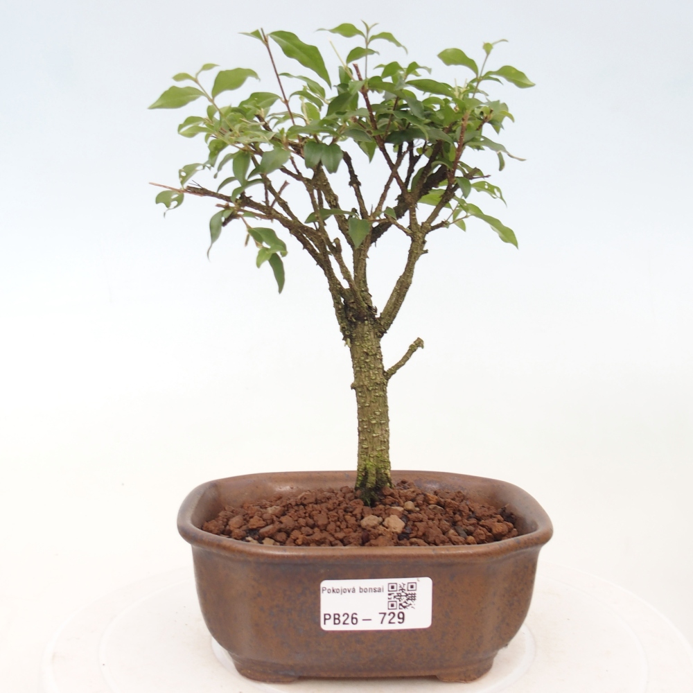 Kamerbonsai - Malpighia coccigera- Barbdor Kers