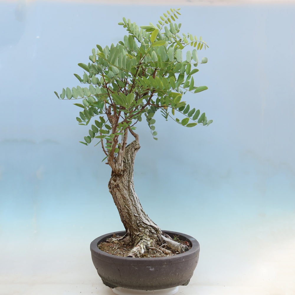 Bonsai voor buiten - Doornacacia - Robinia pseudoacacia