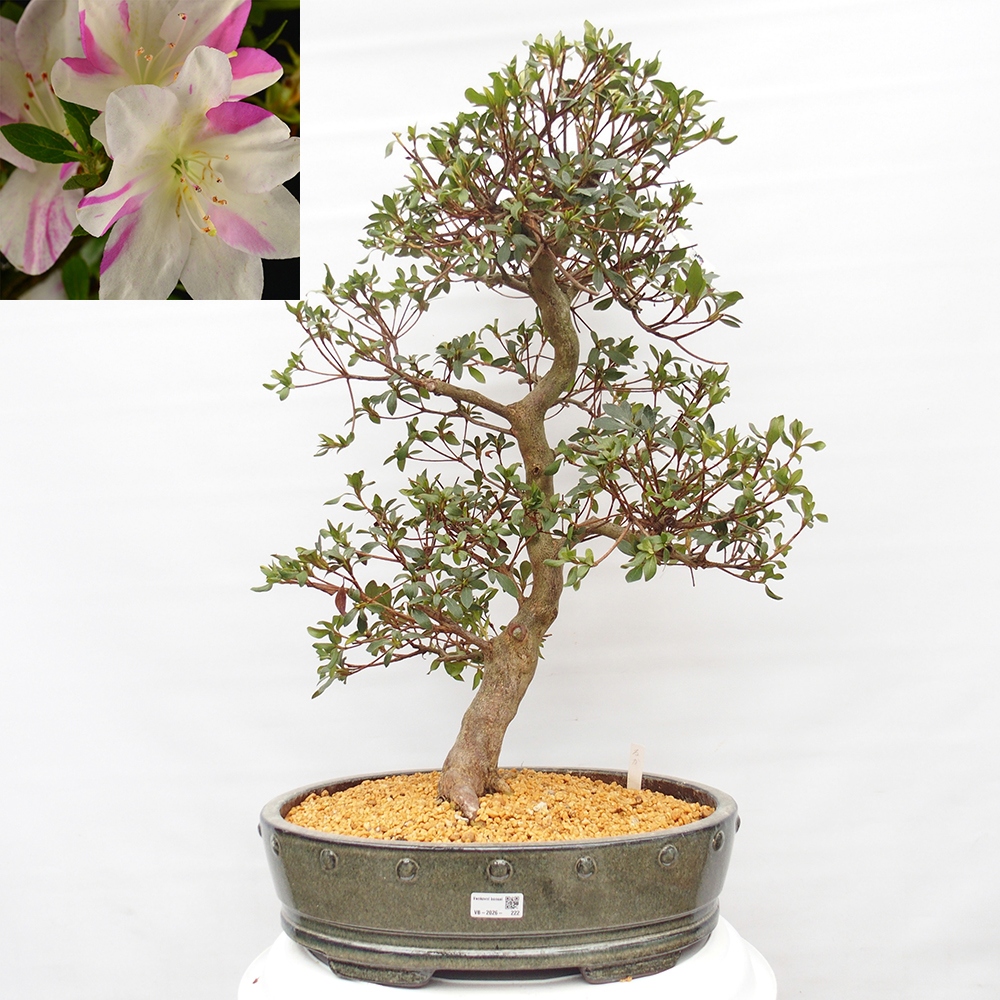 Bonsai voor buiten - Japanse Azalea - Azalea Hand