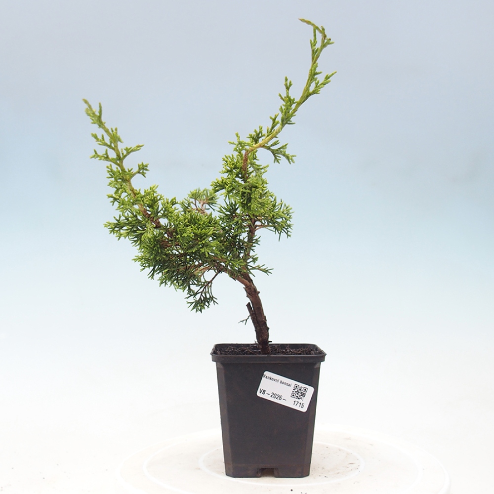 Bonsai voor buiten - Juniperus chinensis Itoigawa