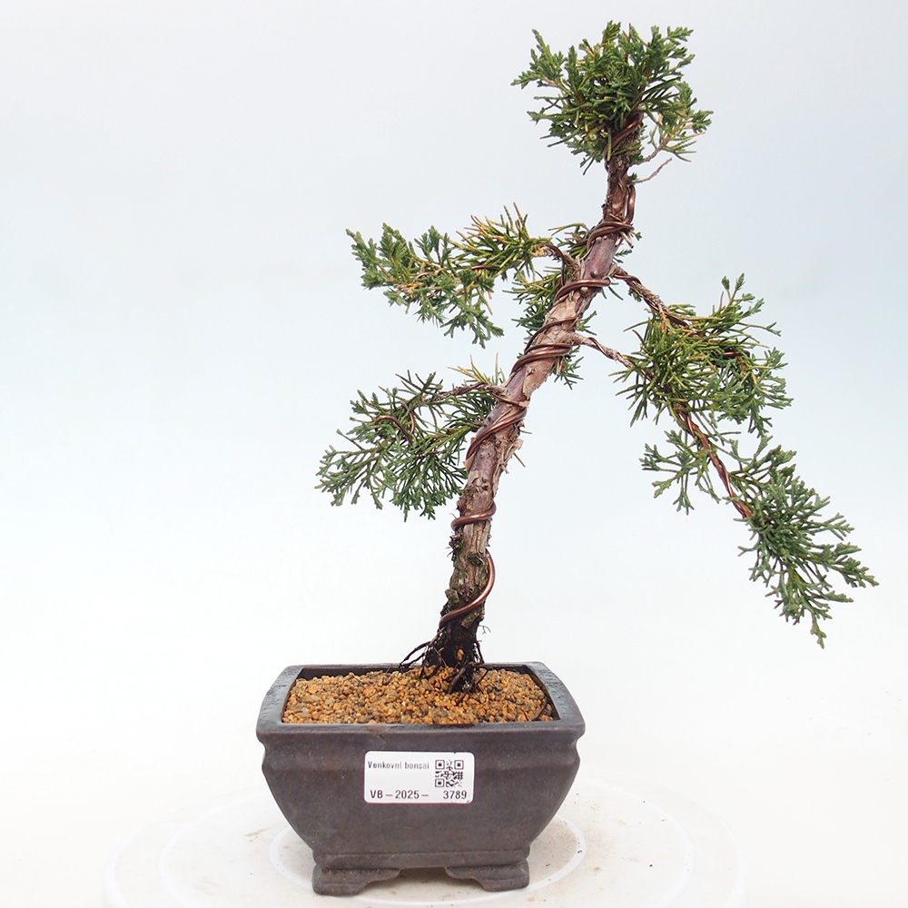 Bonsai voor buiten - Juniperus chinensis Kishu