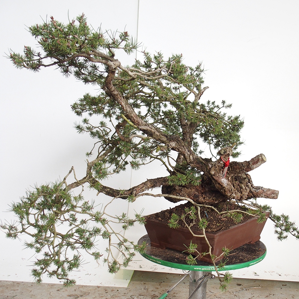 Yamadori - Pinus sylvestris Spanje