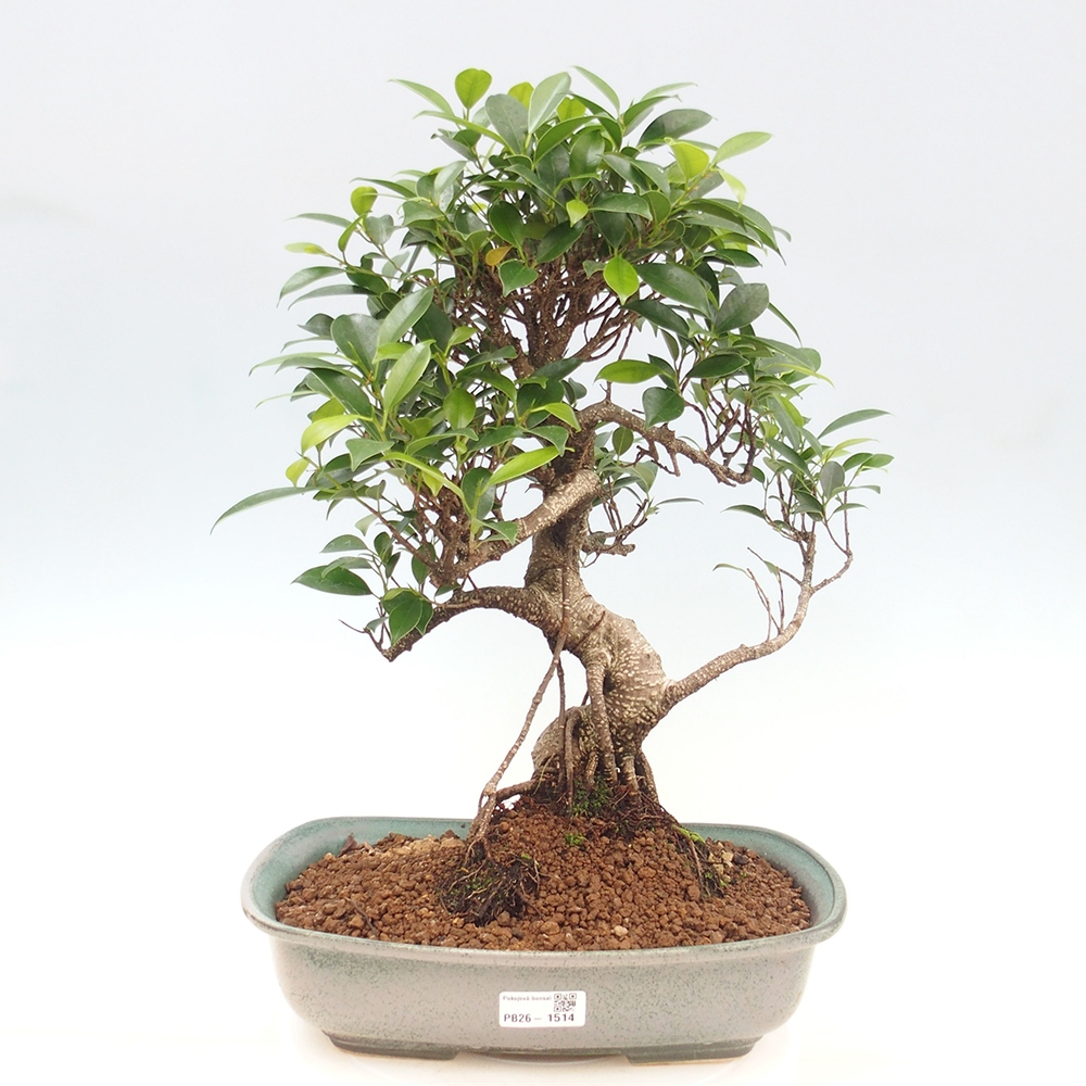 Kamerbonsai - Ficus kimmen - kleinbladige ficus