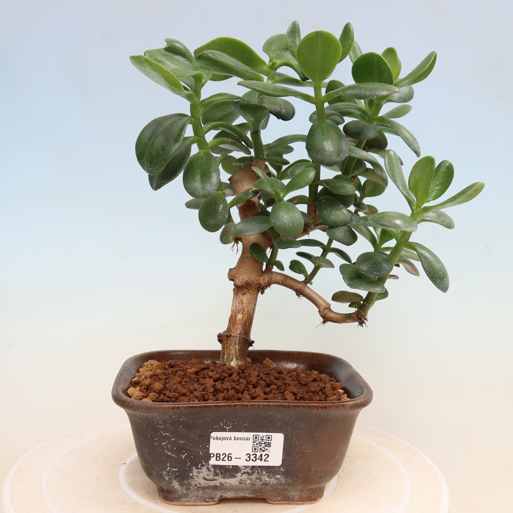 Kamerbonsai - Eivormige vetplant - Crassula ovata