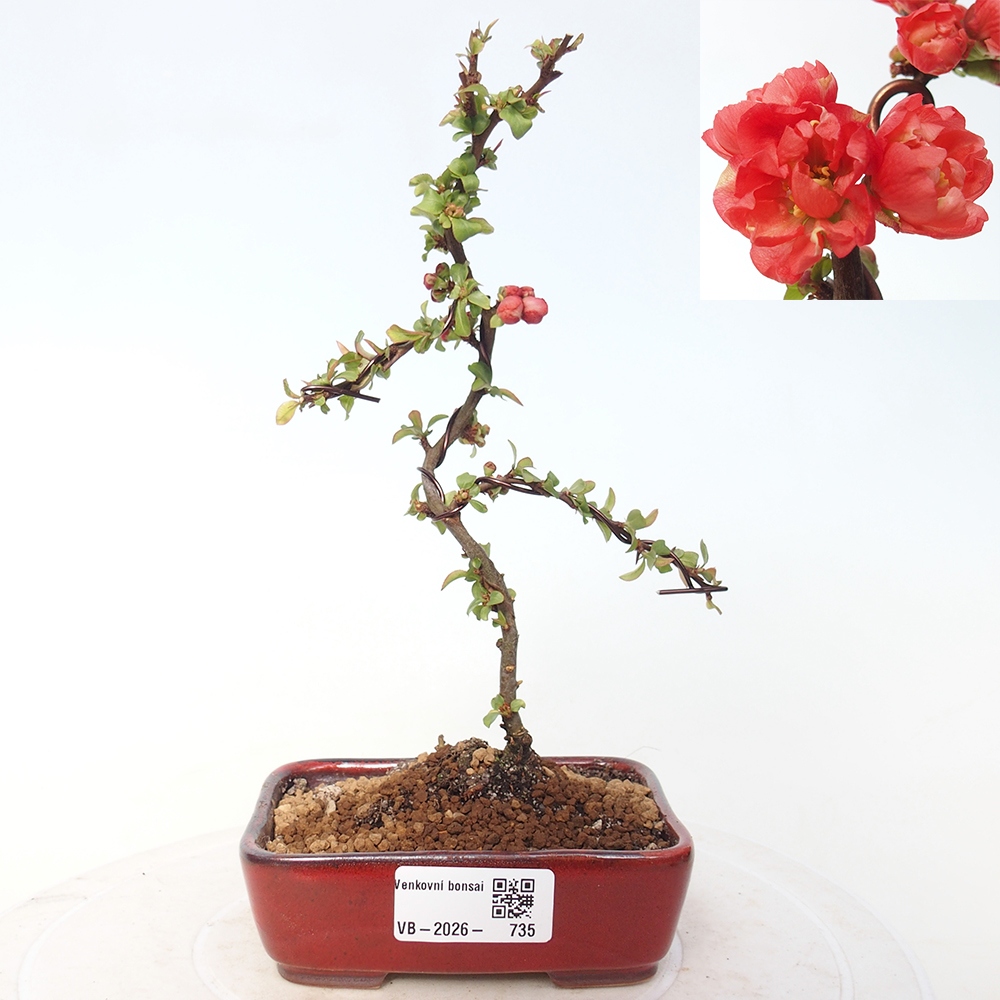 Bonsai voor buiten - Chaneomeles s. Red Joy - Kweepeer