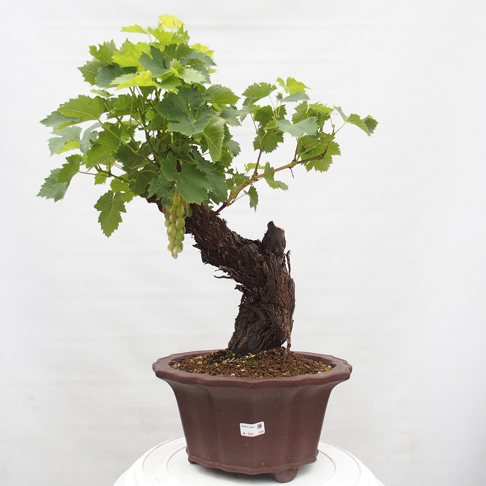 Bonsai voor buiten - Vitis vinnifera MUSKAT ITALIA - Wijnstokken