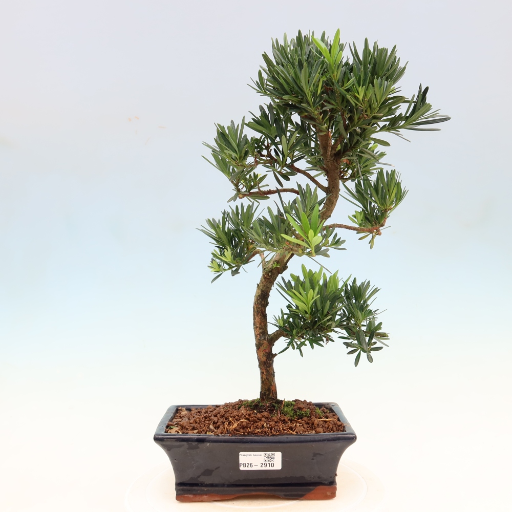 Kamerbonsai - Podocarpus - Taxus