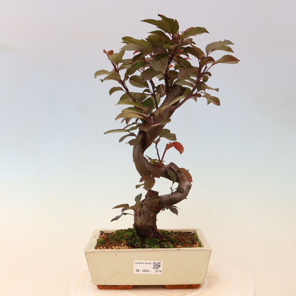 Bonsai voor buiten -Malus domestica - Roodbladige appelboom met kleine vruchten