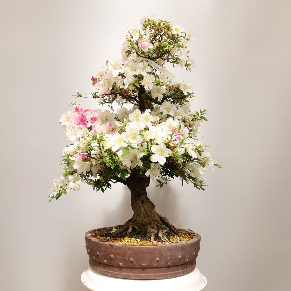 Bonsai voor buiten - Japanse azalea - Azalea Kotobokietsu