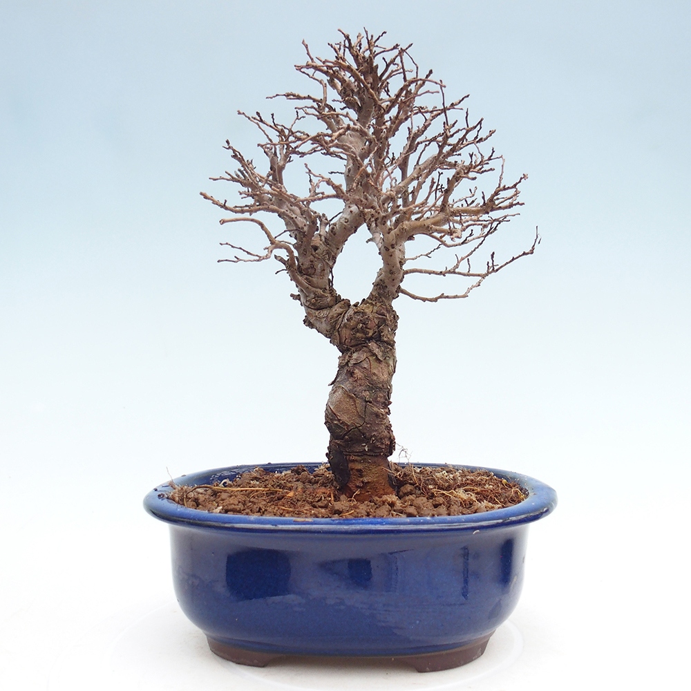 Bonsai voor buiten - Zelkova - Zelkova NIRE