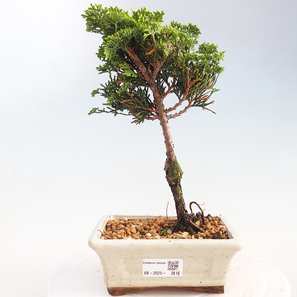 Bonsai voor buiten - Cham.pis obtusa Nana Gracilis - Cipres