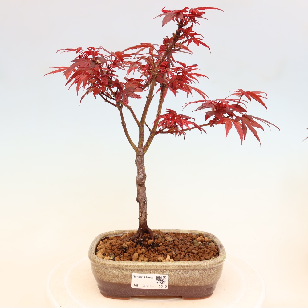 Buitenbonsai - Palmbladige esdoorn  - Acer palmatum Berry Broom 