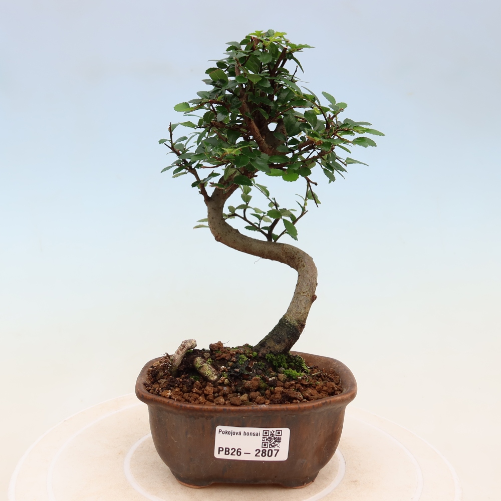Kamerbonsai - Ulmus parvifolia - Winteriep