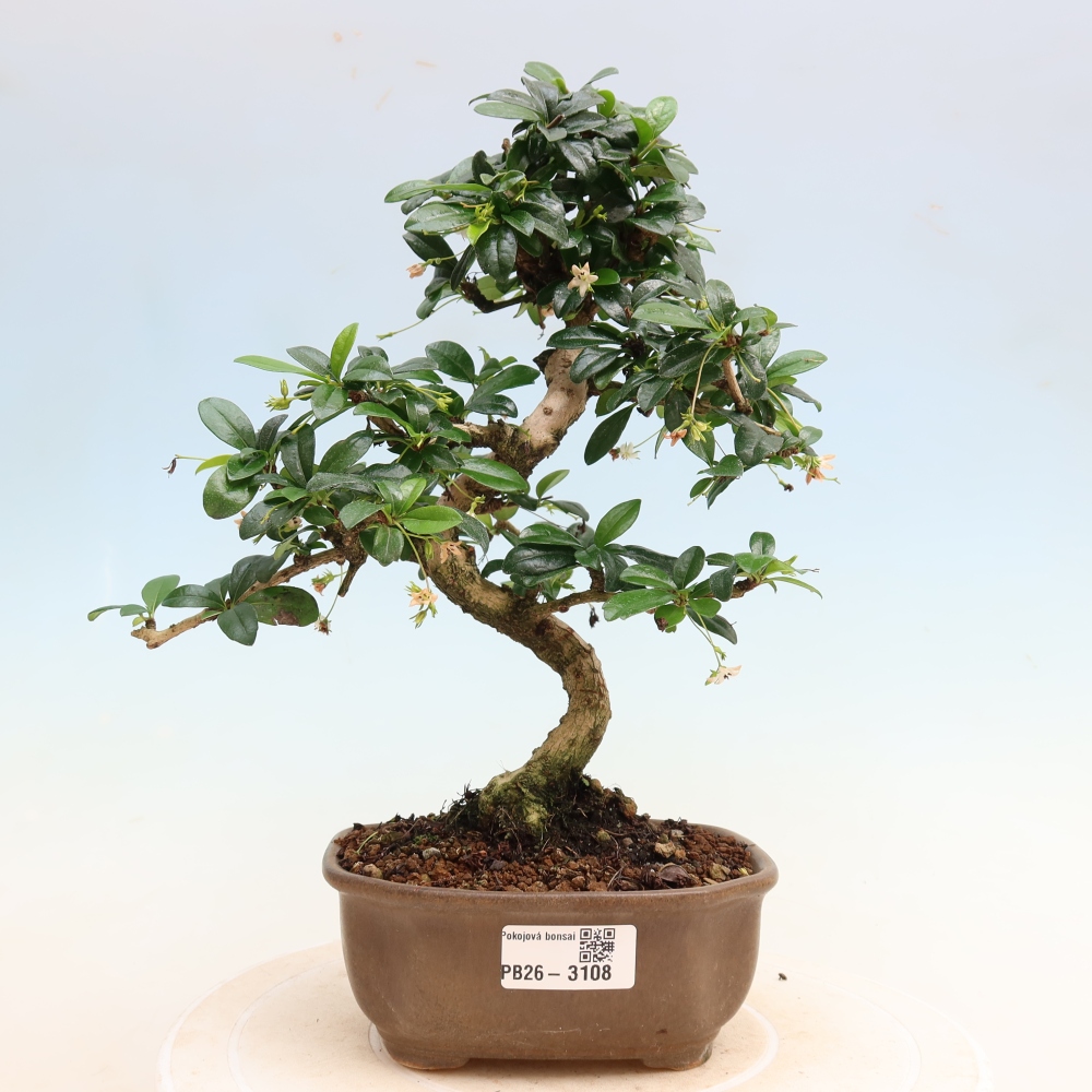 Kamerbonsai - Carmona macrophylla - Thee fuki