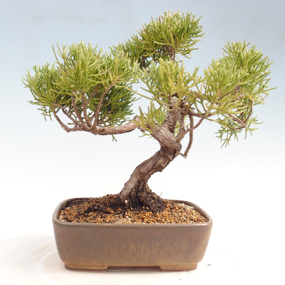 Bonsai voor buiten - Juniperus chinensis Kishu