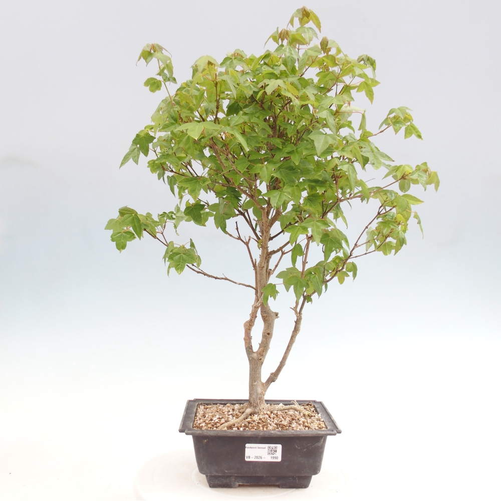 Bonsai voor buiten - Acer Buergerianum - Burgeresdoorn