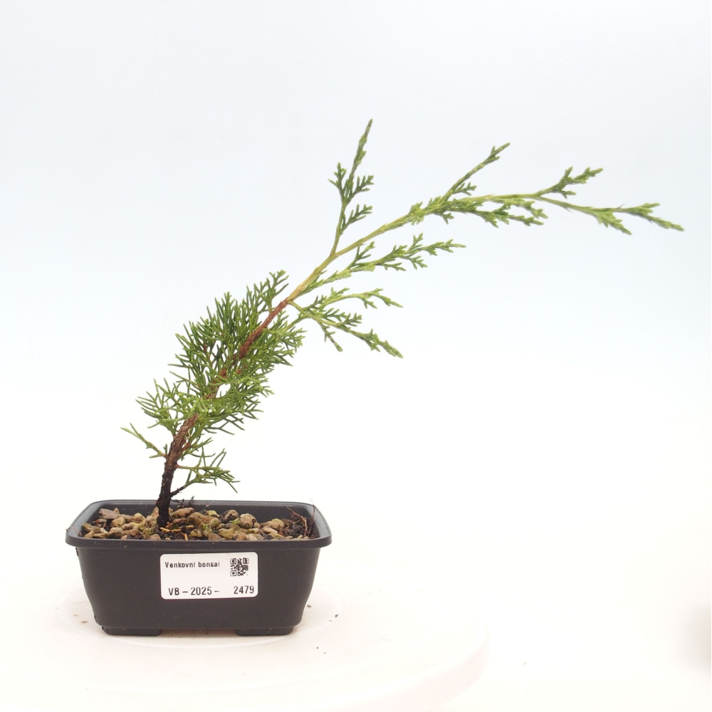 Bonsai voor buiten - Juniperus chinensis Itoigawa