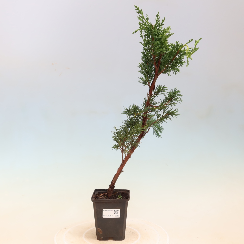 Bonsai voor buiten - Juniperus chinensis Kishu