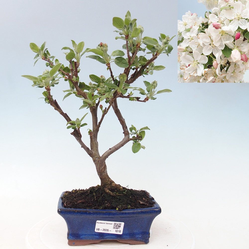 Bonsai voor buiten -Malus halliana - Appelboom met kleine vruchten
