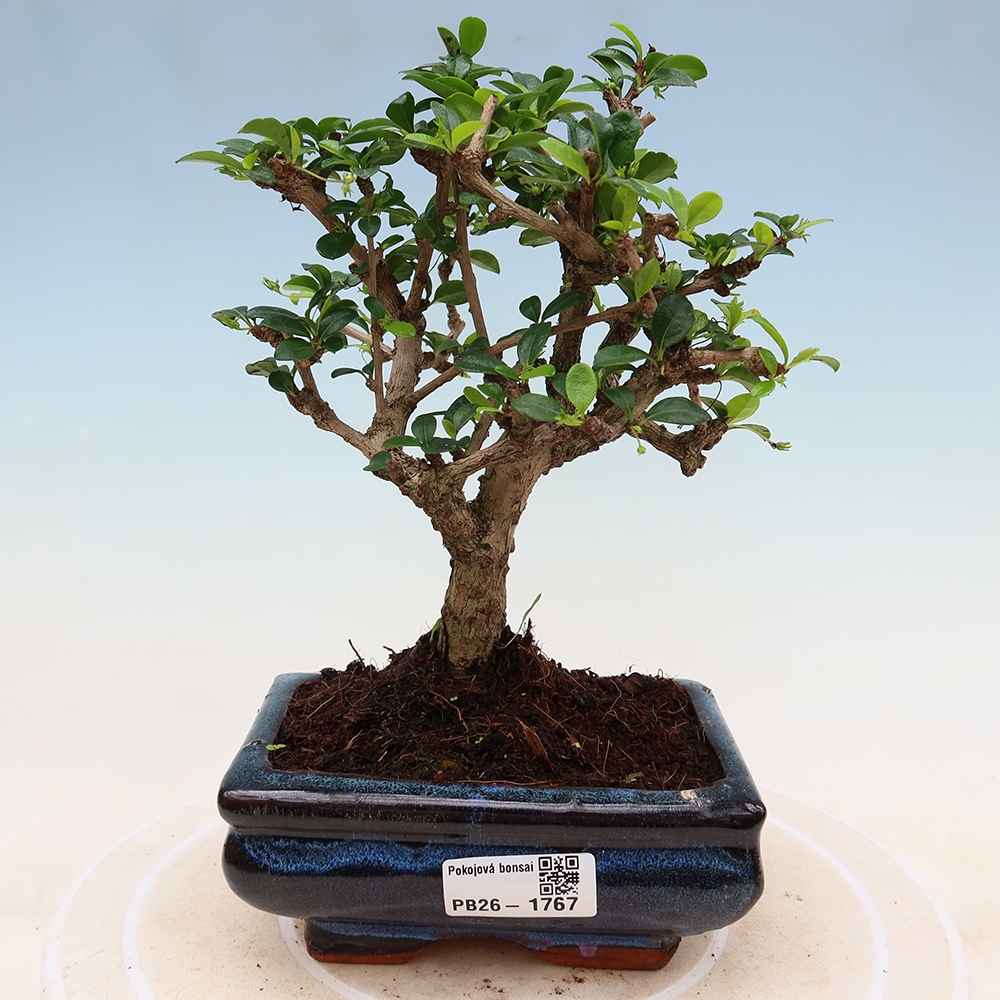 Kamerbonsai - Carmona macrophylla - Thee fuki