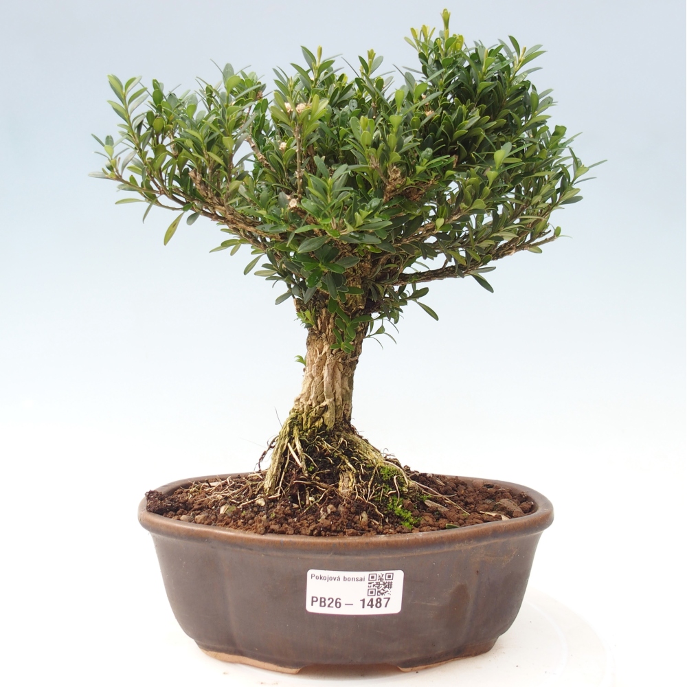 Kamerbonsai - Buxus harlandii - kurk buxus
