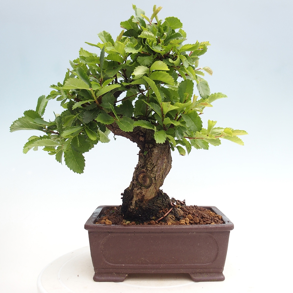 Bonsai voor buiten - Zelkova - Zelkova NIRE