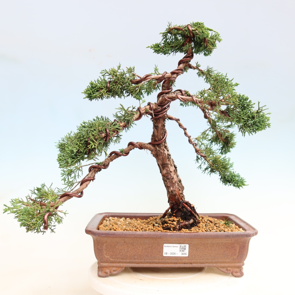 Bonsai voor buiten - Juniperus chinensis Kishu
