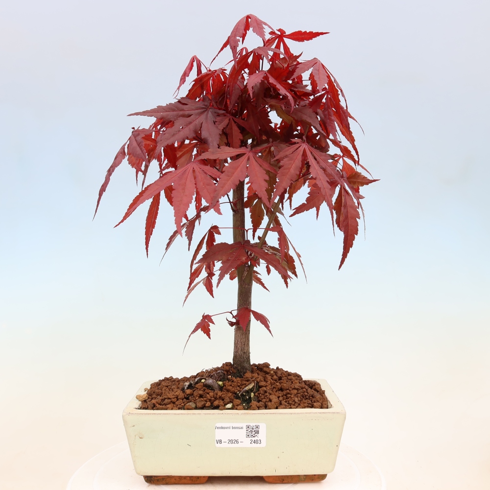 Bonsai voor buiten - Acer palm. Atropurpureum-Javorpalm