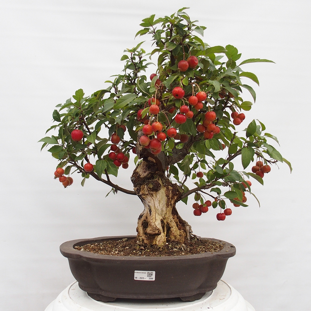 Bonsai voor buiten -Malus halliana - Appelboom met kleine vruchten