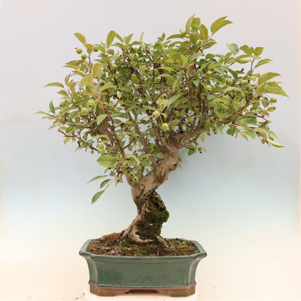 Bonsai voor buiten -Malus halliana - Appelboom met kleine vruchten
