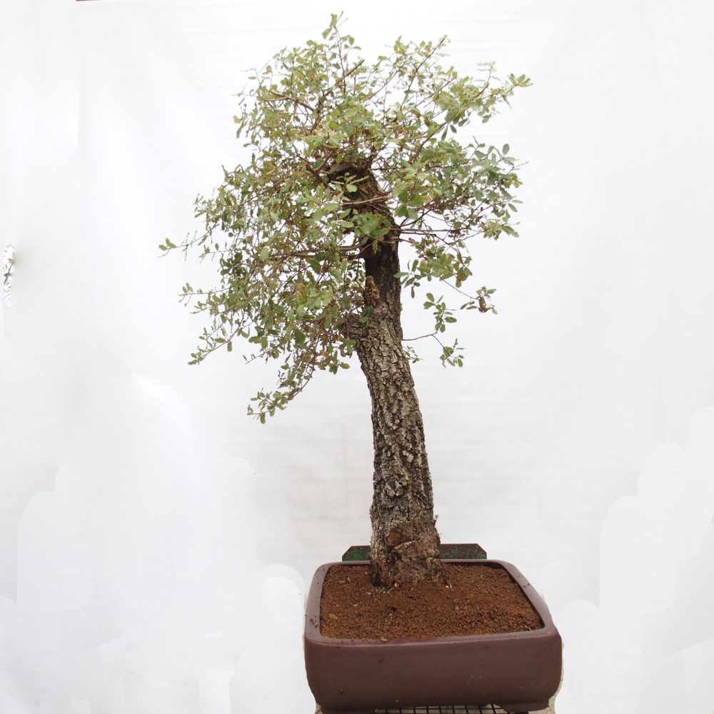 Yamadori - Quercus Ilex -Oakhulst