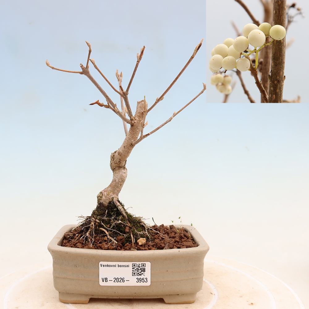 Bonsai voor buiten -  Callicarpa bodinieri Snowqueen - Sneeuwbessenboom