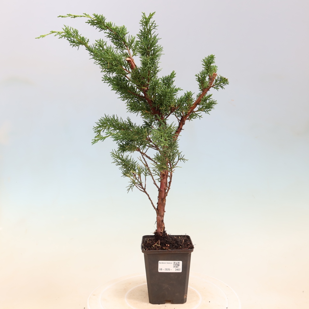 Bonsai voor buiten - Juniperus chinensis Kishu