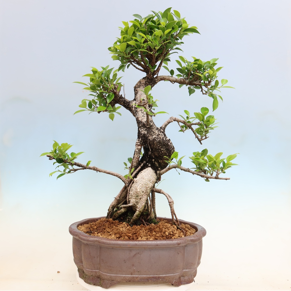 Kamerbonsai - Ficus kimmen - kleinbladige ficus