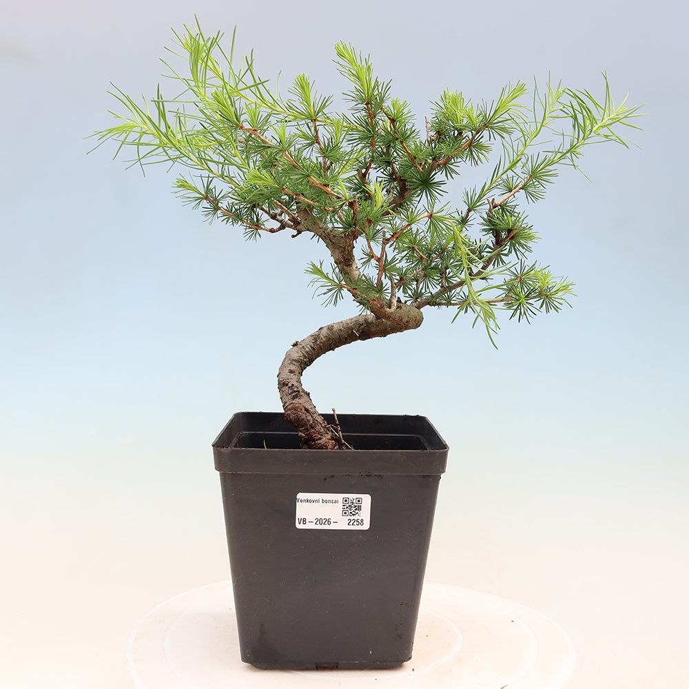 Bonsai voor buiten -Larix decidua - Lariks
